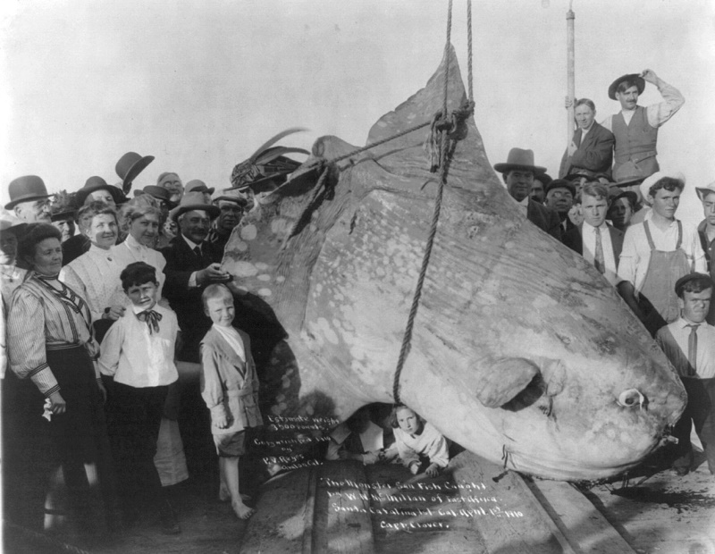 Пойманная в 1910 году рыба, массой более 1.5 т.