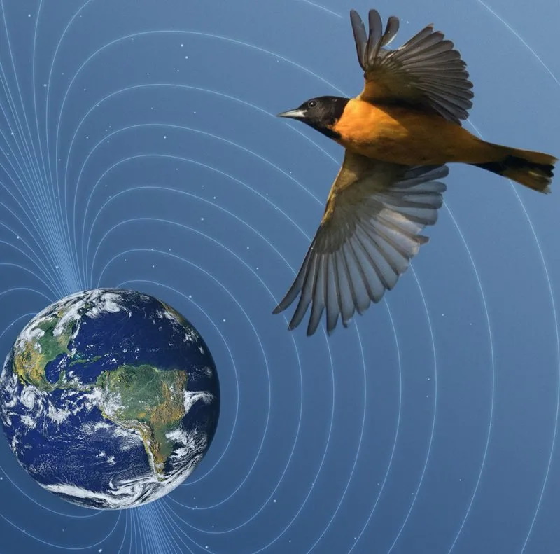 птицы и магнитное поле Земли