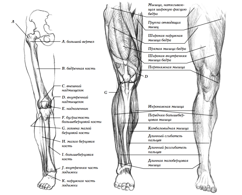 Как нарисовать ноги человека