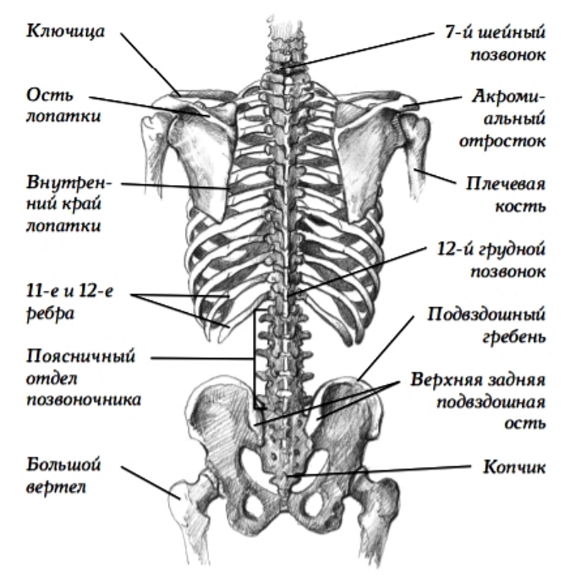 Шейный отдел кости скелета. С7 позвонок анатомия. 6 Шейный позвонок на скелете. 7 Ой шейный позвонок схема.