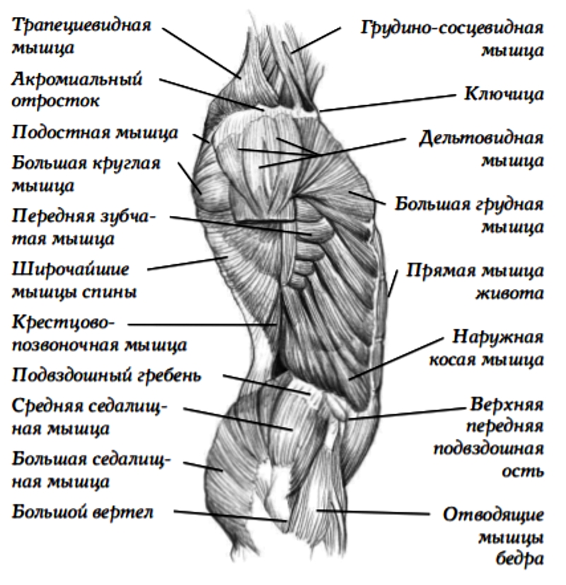 Передняя часть человека. Мышцы верхней конечности Синельников. Мышцы тела вид сбоку. Мышцы человека со спины и спереди. Анатомия мышцы боковая поверхность туловища.