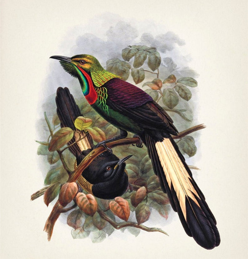 Великолепная астрапия, Astrapia splendidissima - райская птица