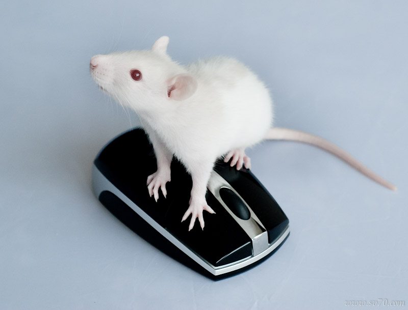 Домашние белые мыши. Белая мышь. Белая декоративная мышь. Мышка домашняя. Мышки декоративные белые.