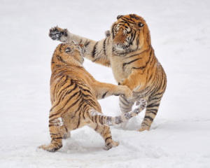 2 тигра дерутся на снегу