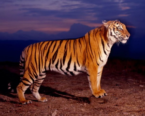 Тигр в полный рост