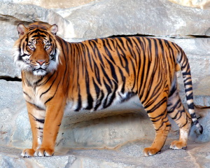 Амурский тигр в полный рост