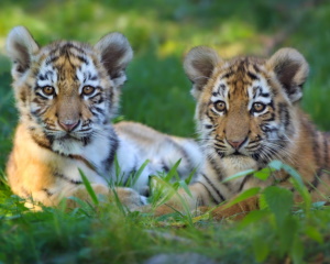 2 тигренка в траве