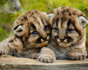 Два милых тигренка