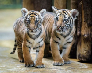 два тигренка