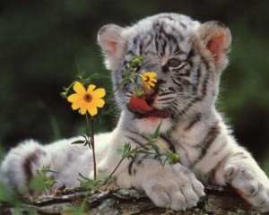 белый тигренок с цветочком