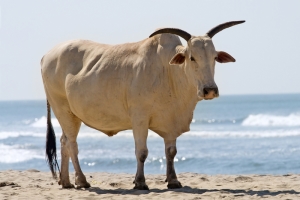 белый бык, white bull