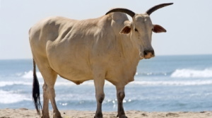 white-bull, белый бык - картинки, анимация, фото
